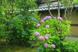 妙智院 あじさい