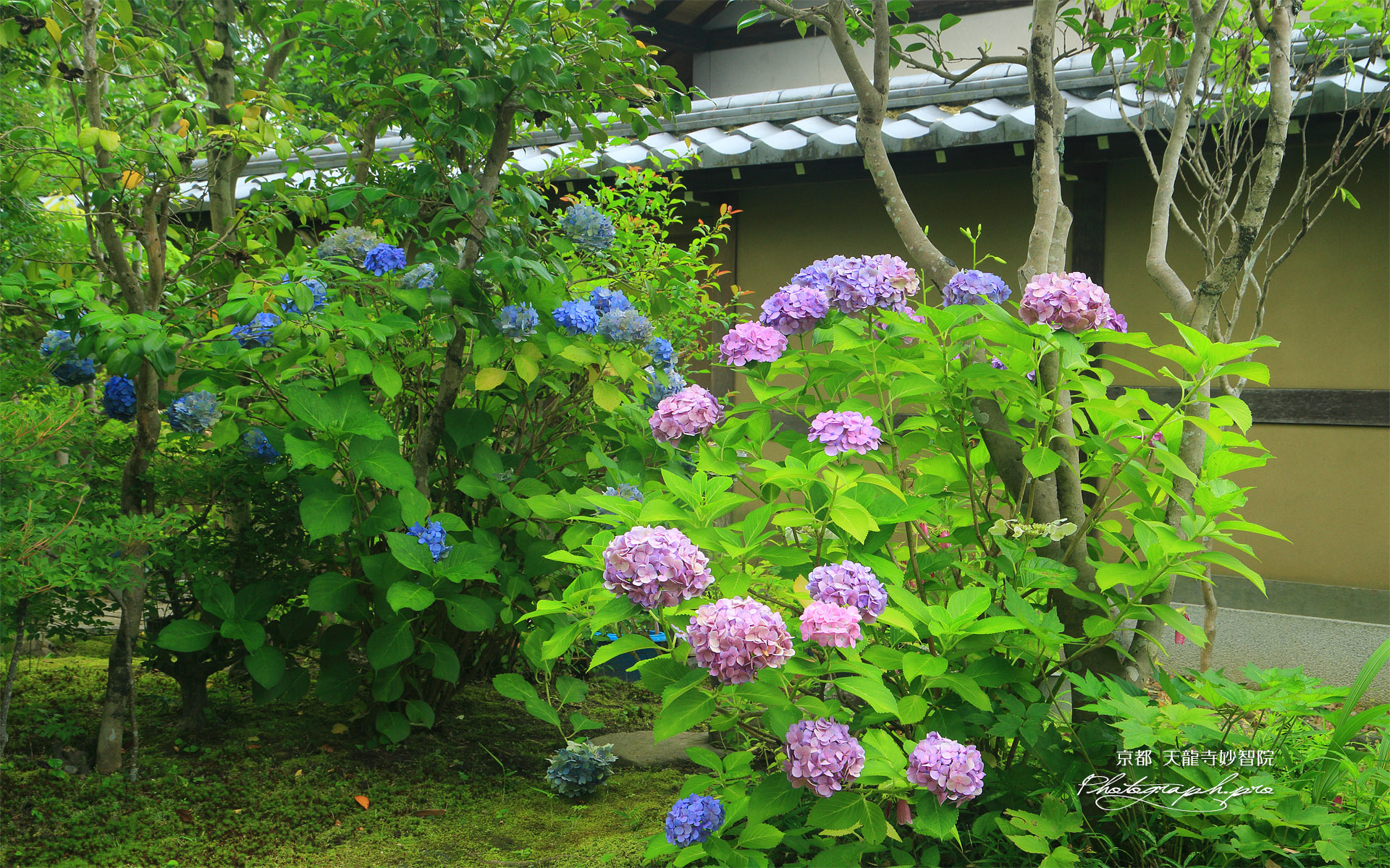 妙智院 あじさい