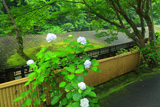 梅ケ畑 アジサイと川床