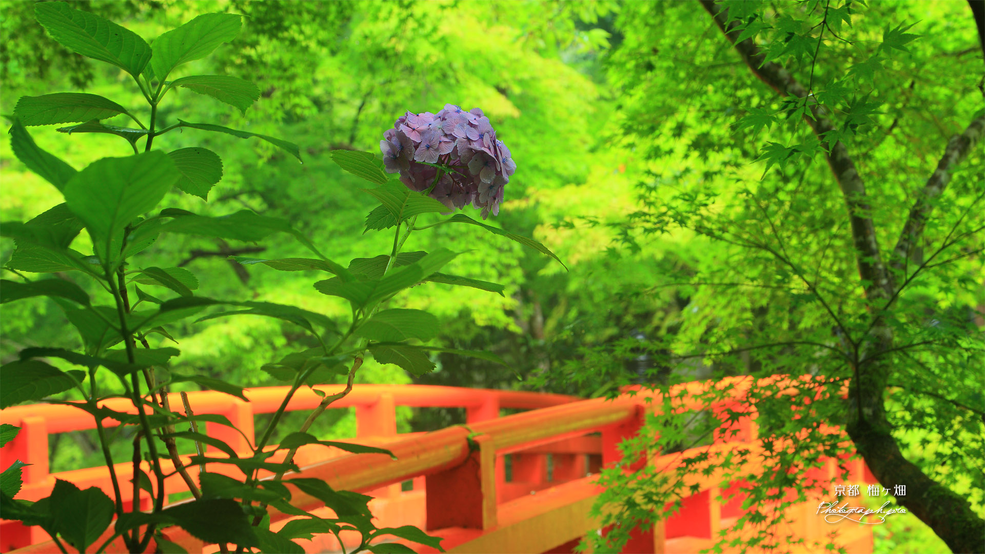 梅ケ畑 あじさいと指月橋
