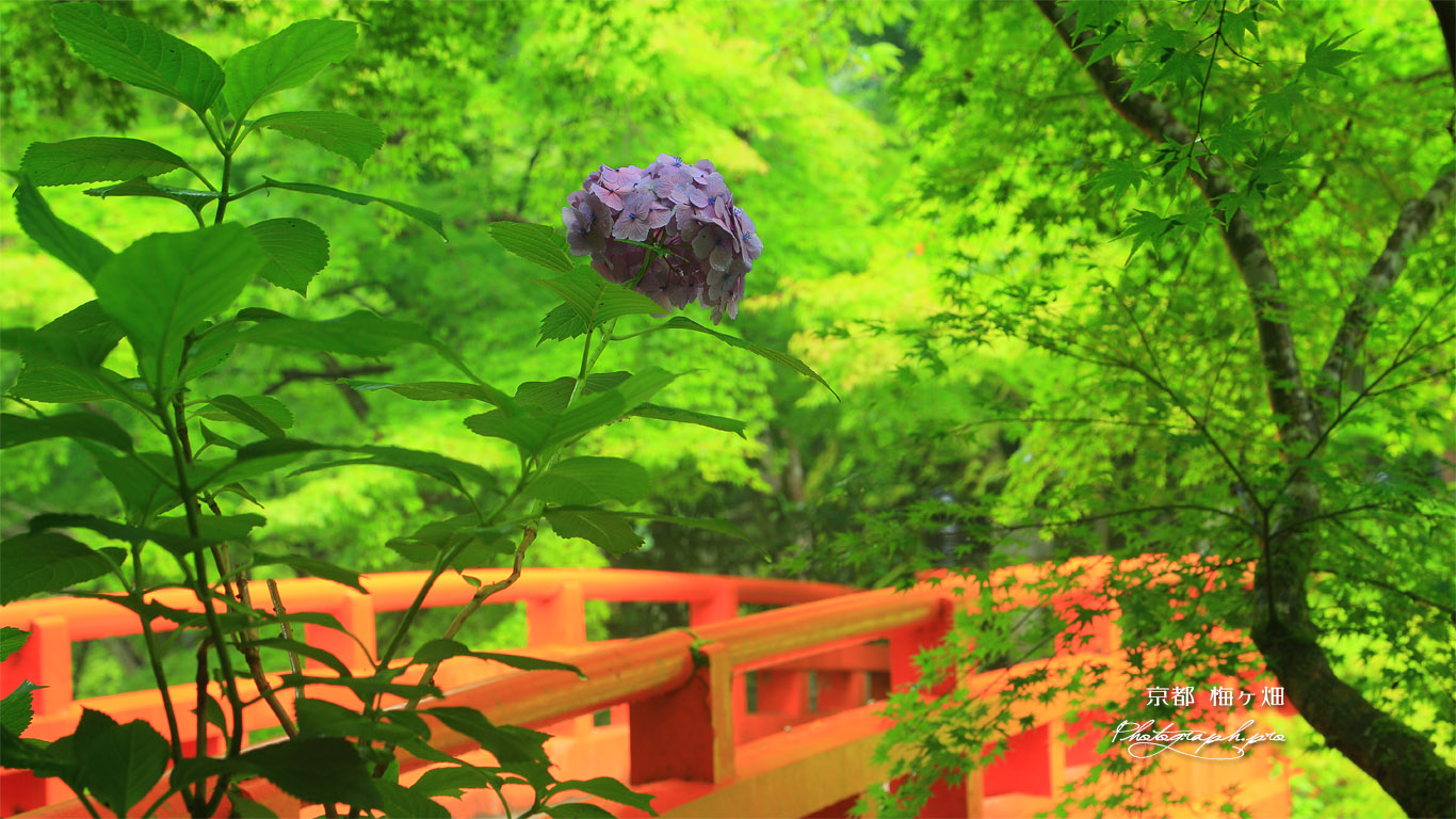 梅ケ畑 あじさいと指月橋 壁紙