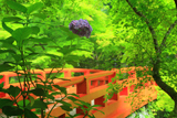 梅ケ畑 あじさいと指月橋