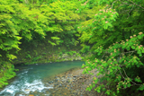 梅ケ畑 清滝川の合歓花