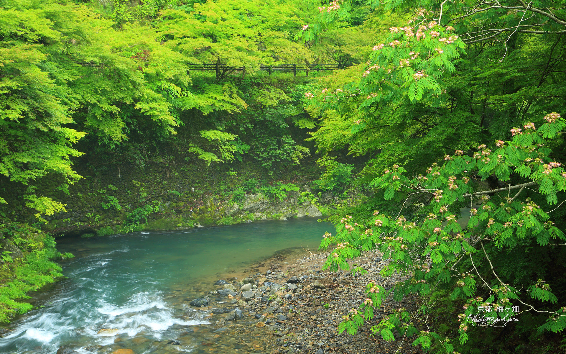 梅ケ畑 清滝川の合歓花