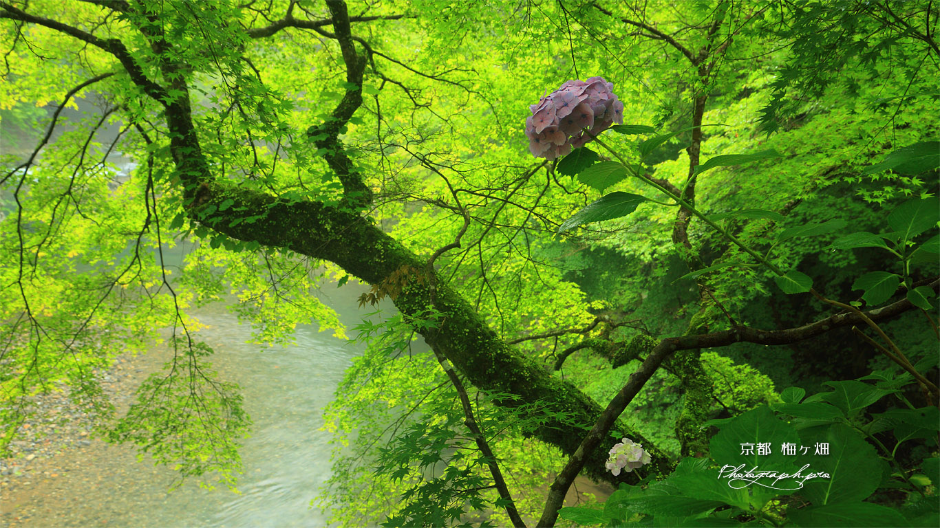 梅ケ畑 紫陽花と清滝川 壁紙