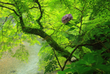 梅ケ畑 紫陽花と清滝川