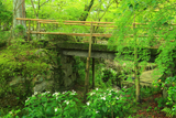 曼殊院 弁天池のハンゲショウ