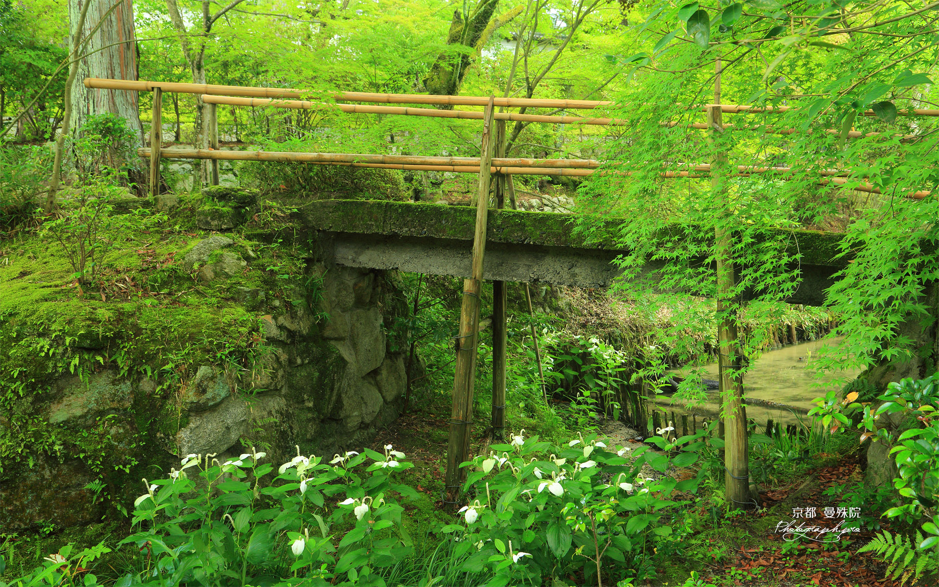 曼殊院 弁天池のハンゲショウ