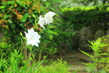 禅華院 キキョウと石仏