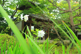 禅華院