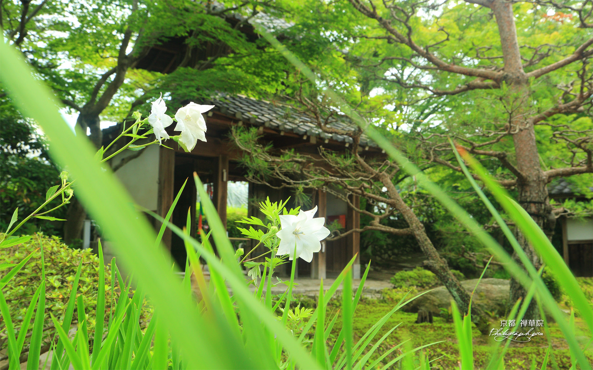 禅華院 八重桔梗と三門