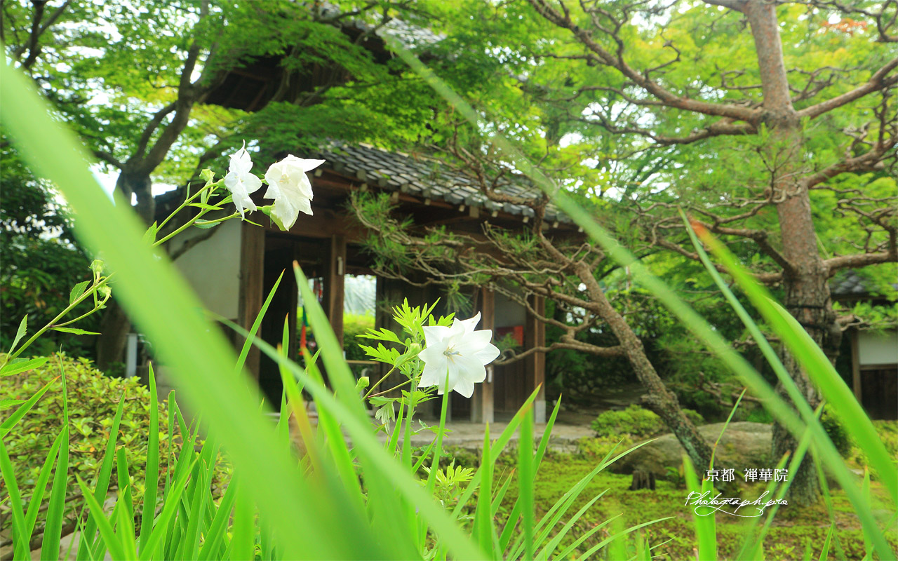 禅華院 八重桔梗と三門 壁紙