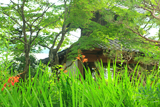 禅華院 モントブレチアと三門