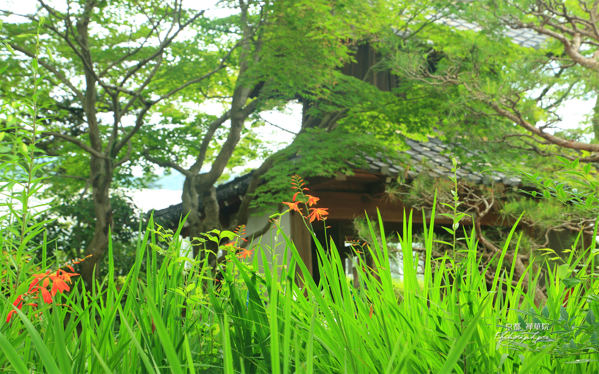 禅華院 モントブレチアと三門