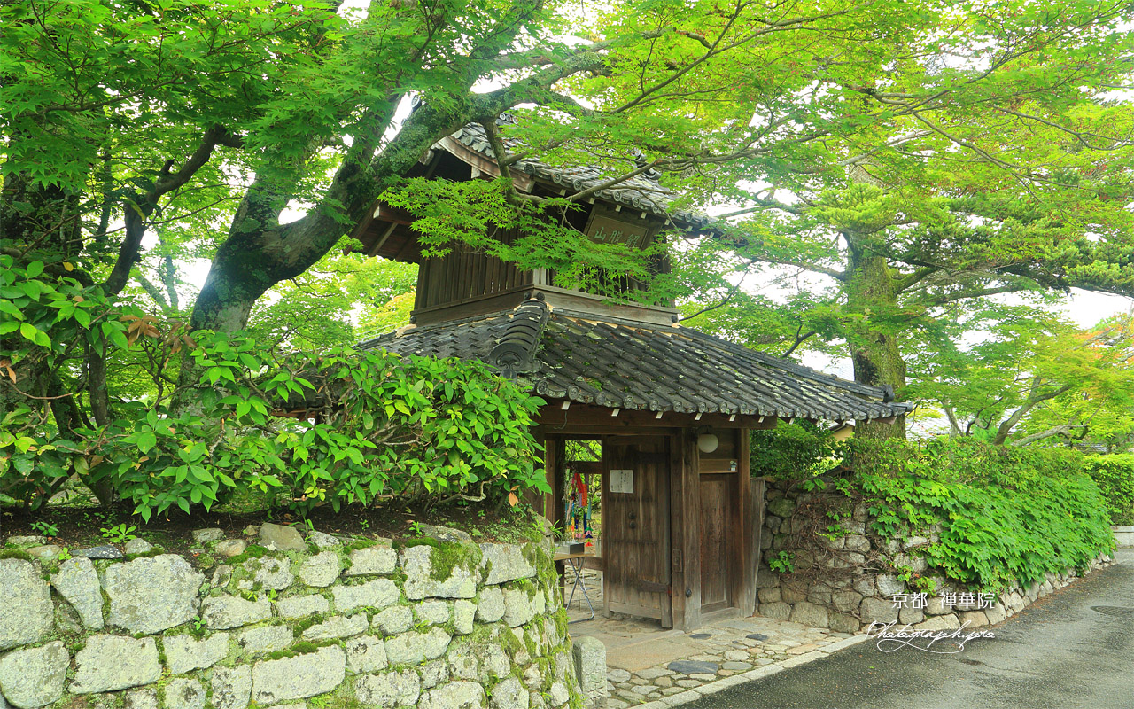 禅華院 青椛と三解脱門 壁紙