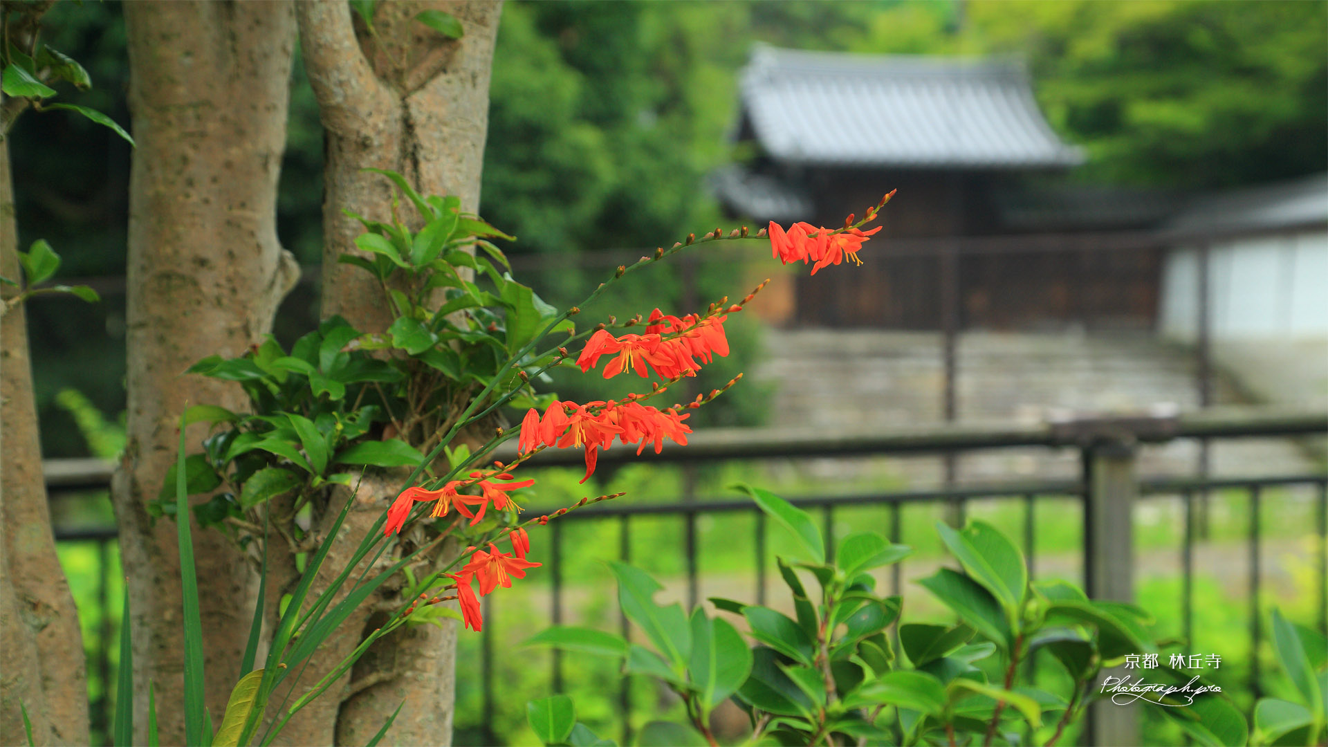 修学院 モントブレチアと林丘寺