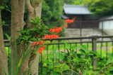 修学院 モントブレチアと林丘寺