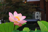 大蓮寺 ハスと提灯