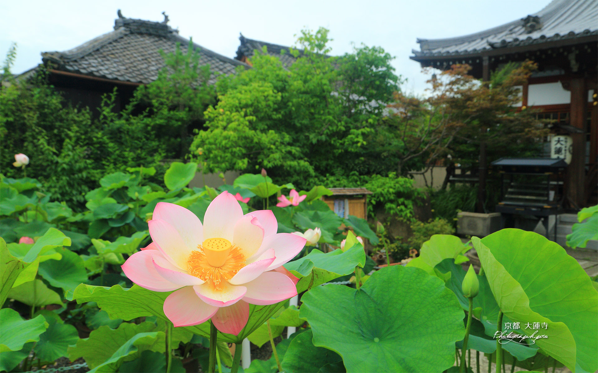 大蓮寺 浄蓮