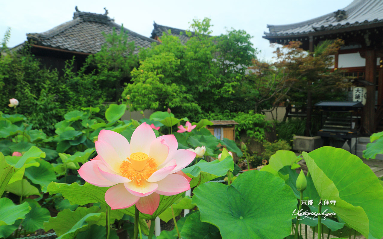 大蓮寺 浄蓮 壁紙
