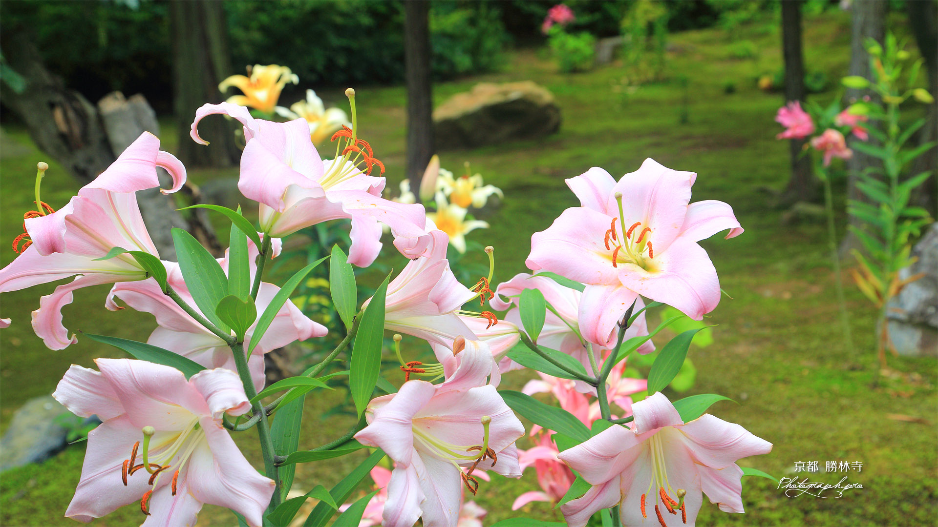 勝林寺 庭園のユリ