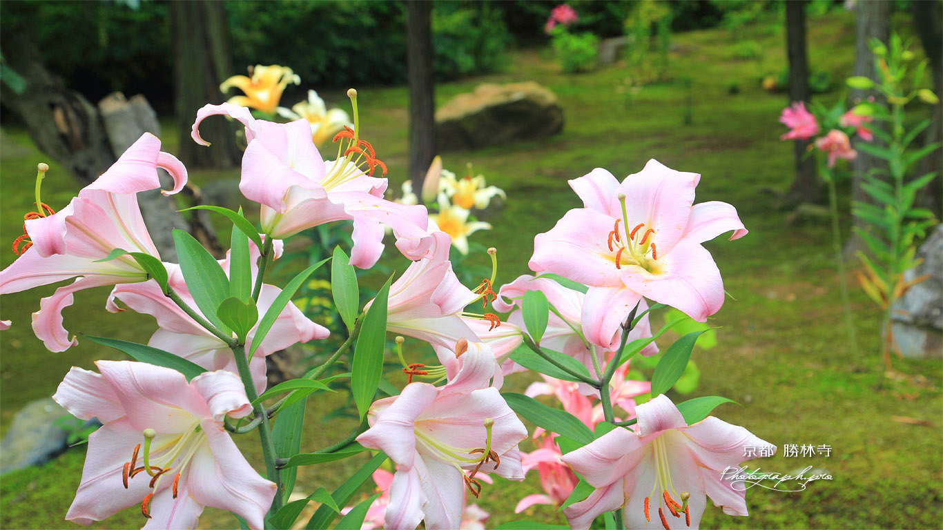 勝林寺 庭園のユリ 壁紙