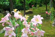 勝林寺