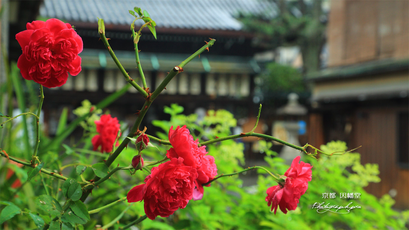 因幡堂 不明門通の薔薇 壁紙