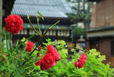 平等寺