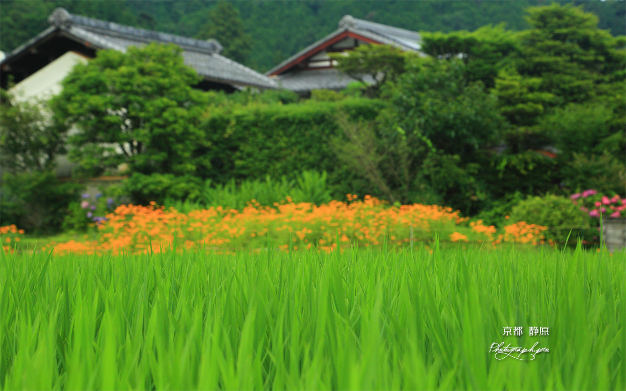 京都 静原の青田 壁紙