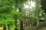 京都 青椛の静原神社