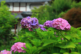 京都 静原の紫陽花