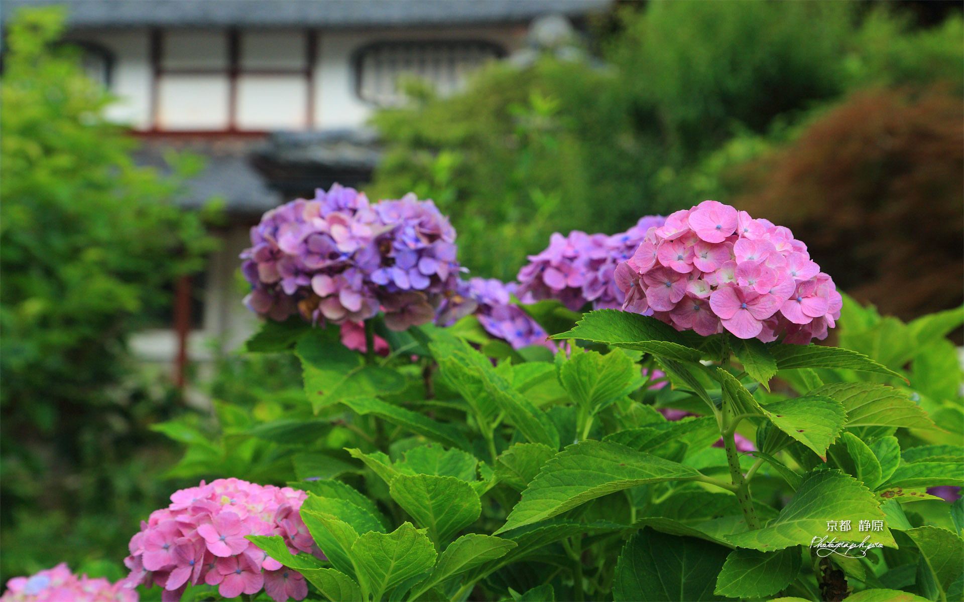 京都 静原の紫陽花