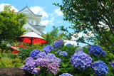 園部城跡 紫陽花と野点傘