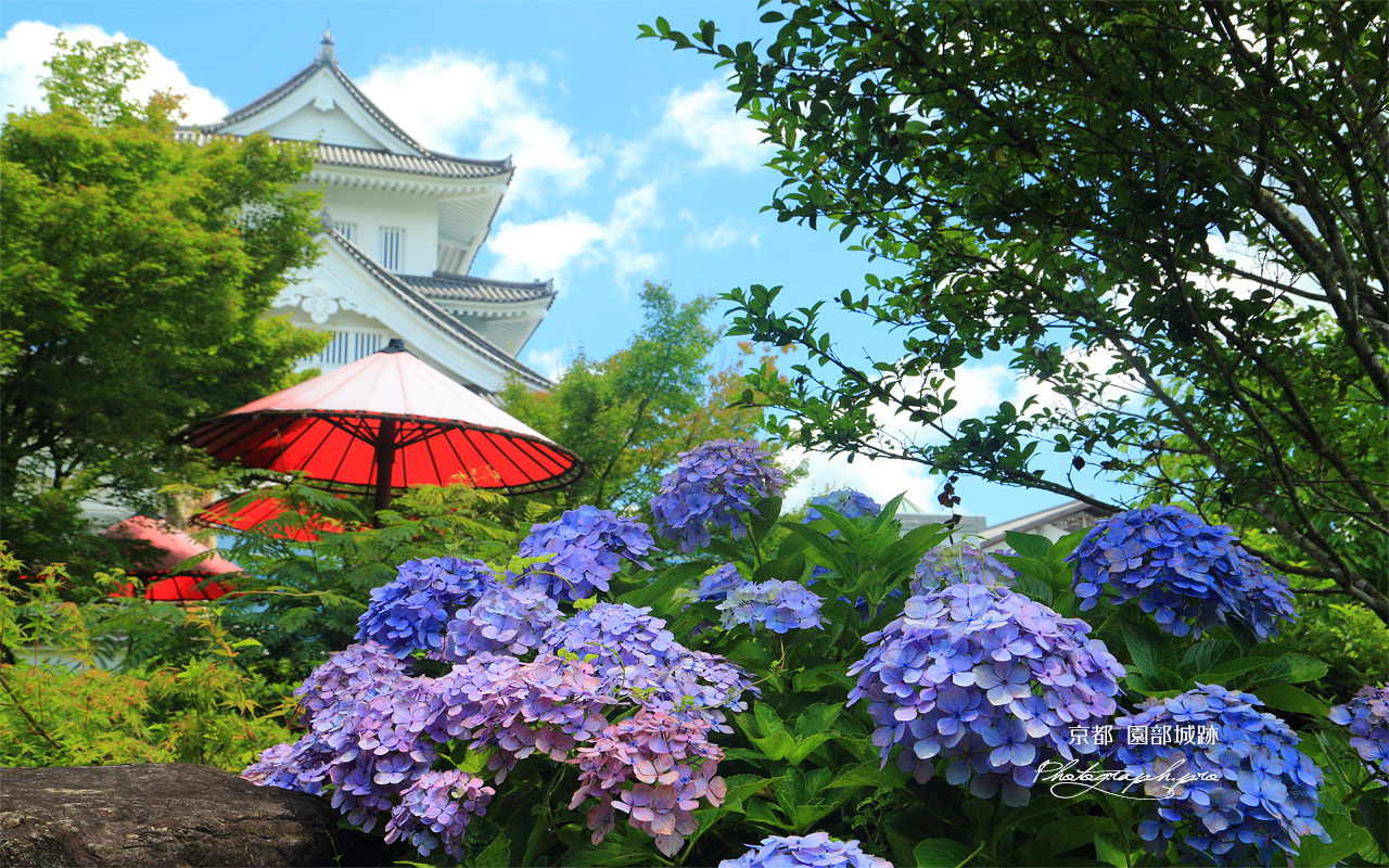 園部城跡 紫陽花と野点傘 壁紙