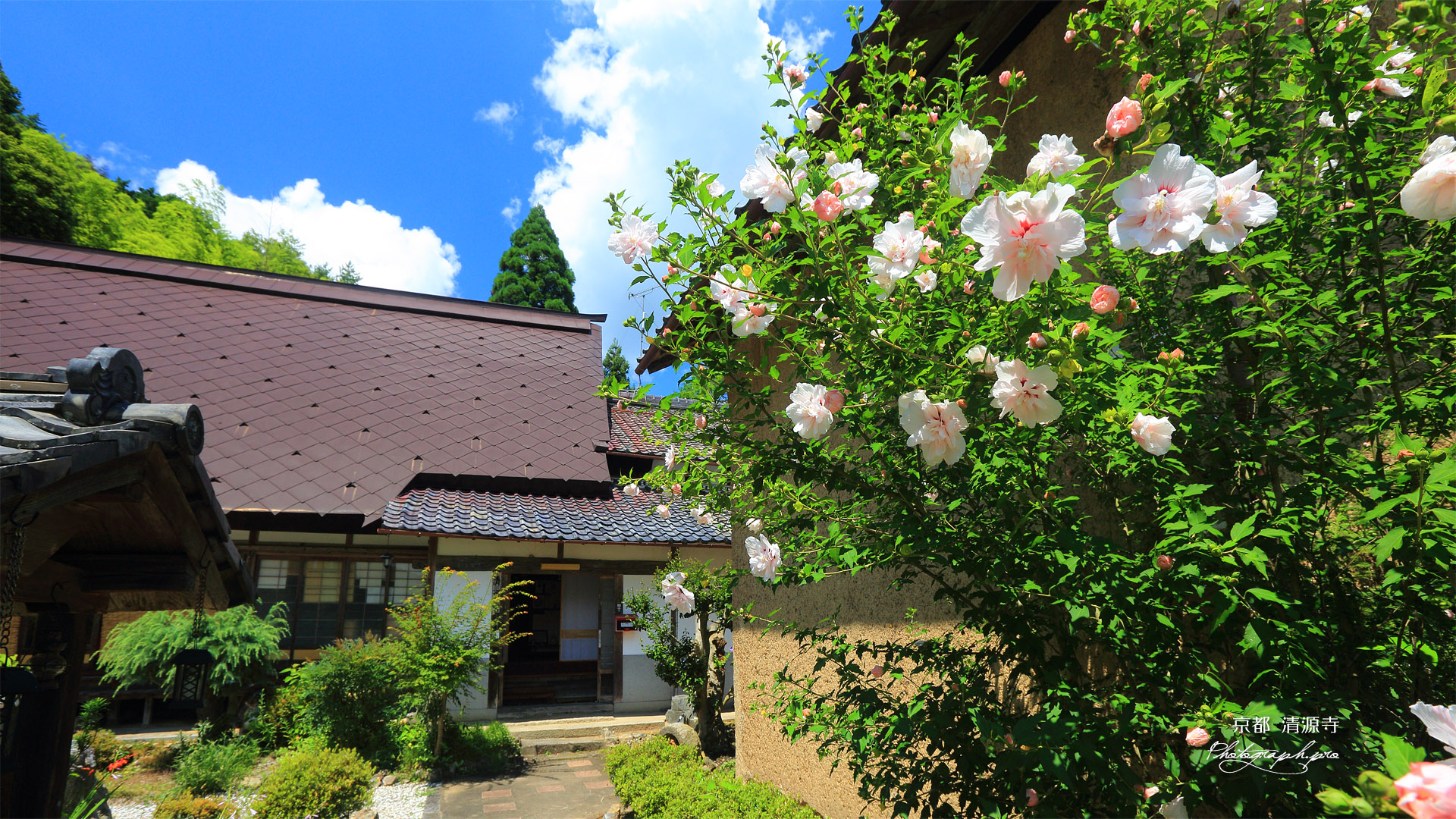 清源寺 ムクゲ