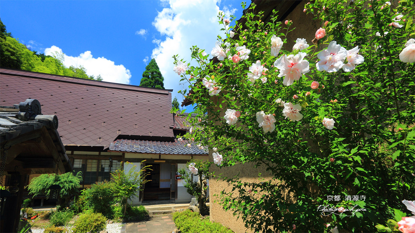 清源寺 ムクゲ 壁紙