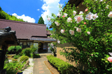清源寺 ムクゲ