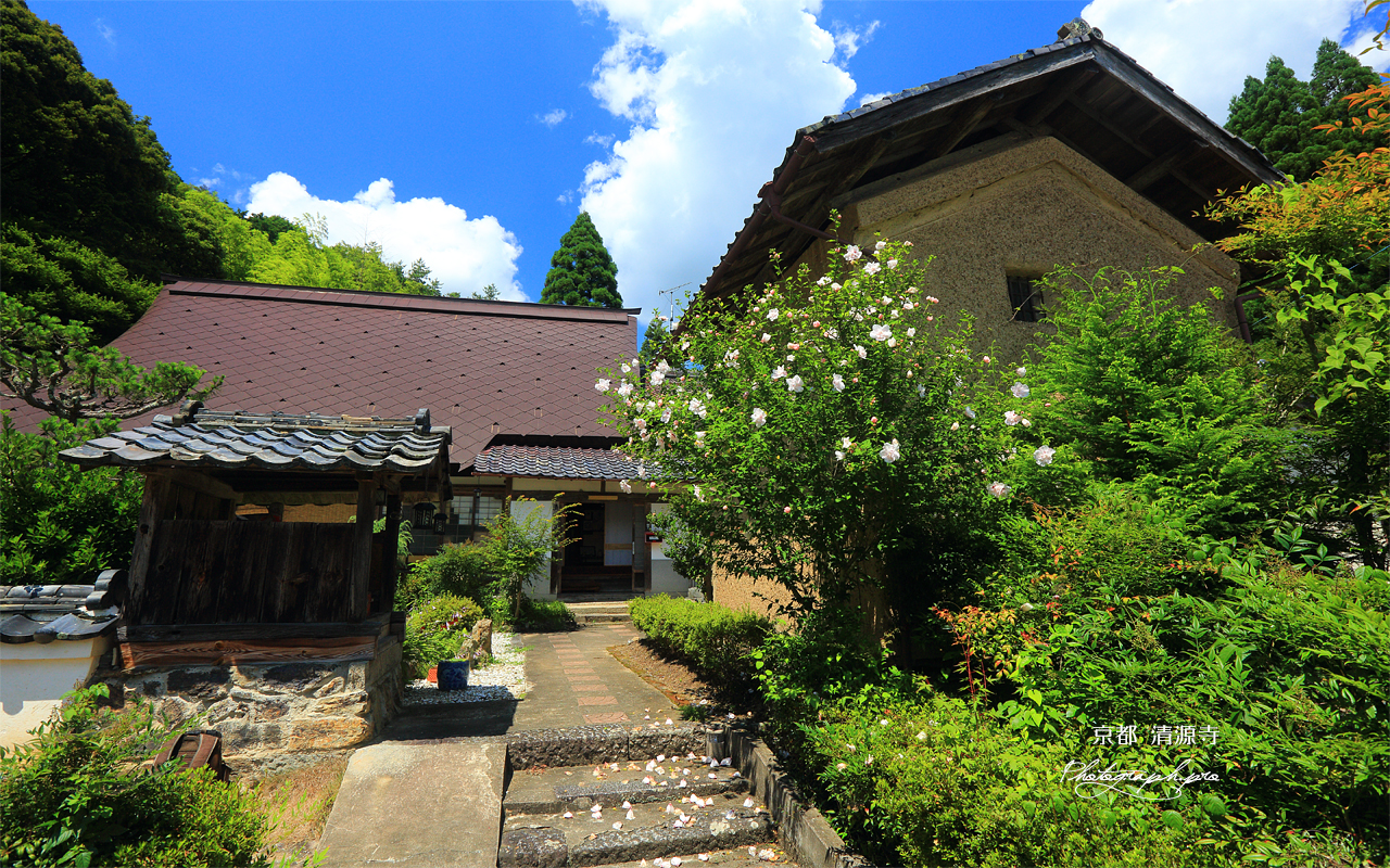 清源寺 落木槿 壁紙