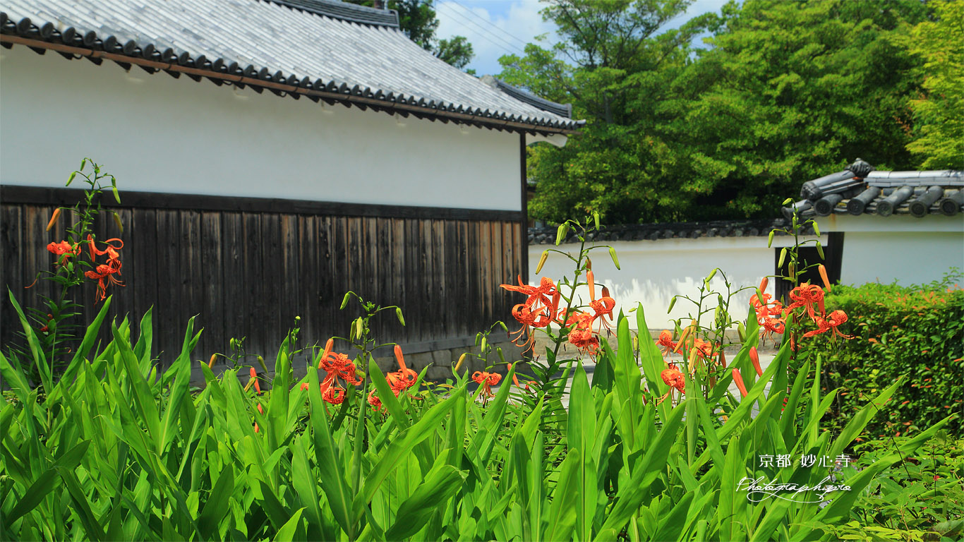 妙心寺 オニユリと白壁 壁紙