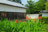 妙心寺 オニユリと白壁