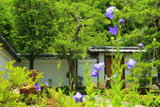 東林院 キキョウ