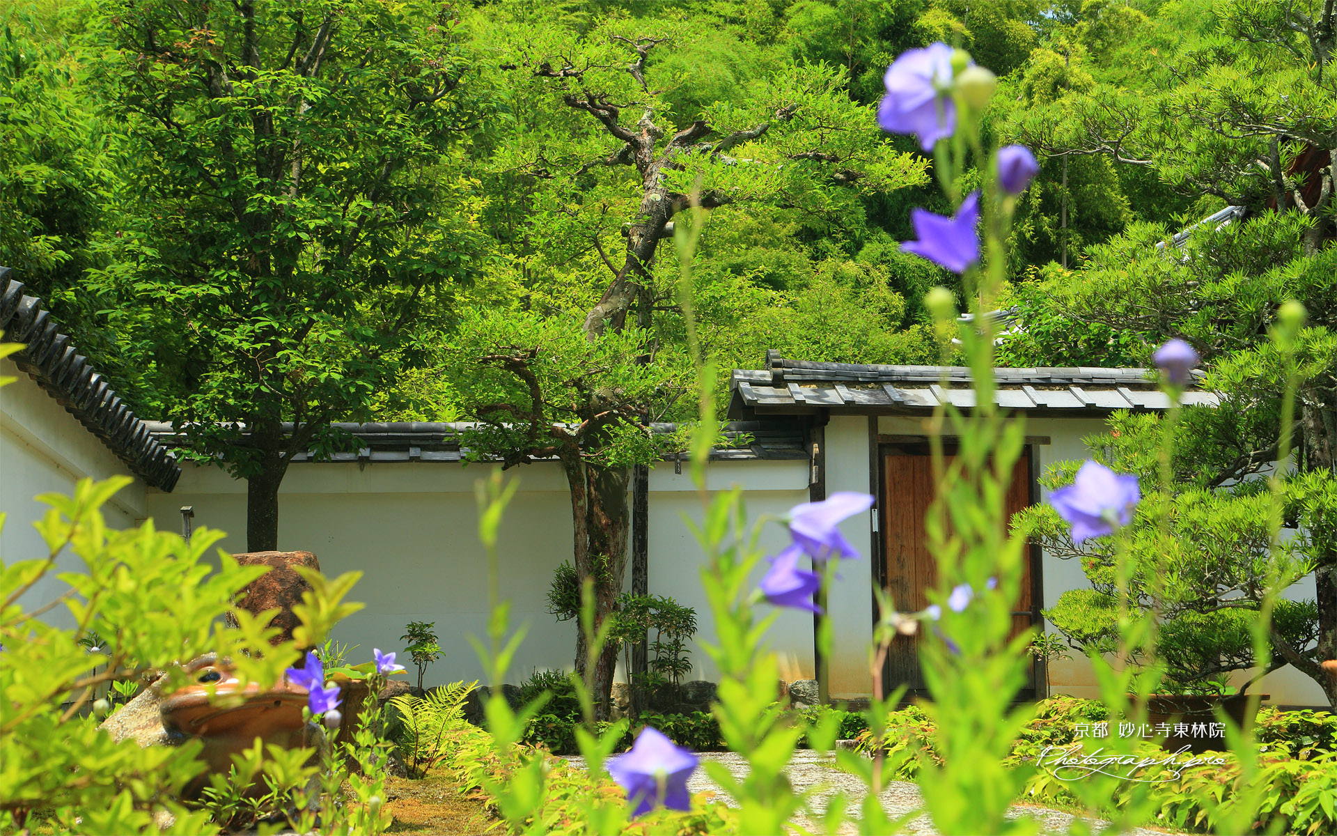 東林院 キキョウ