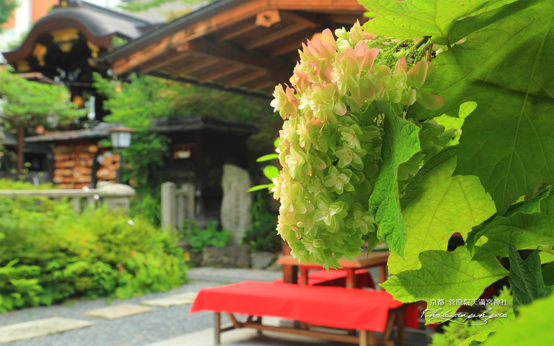 菅原院天満宮神社 カシワバアジサイと本殿