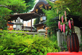 菅原院天満宮神社 ユリと本殿
