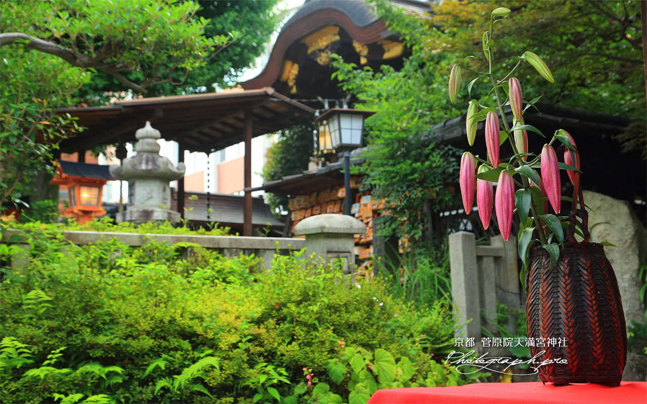 菅原院天満宮神社 ユリと本殿 壁紙