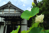 更雀寺 ハスと地蔵堂