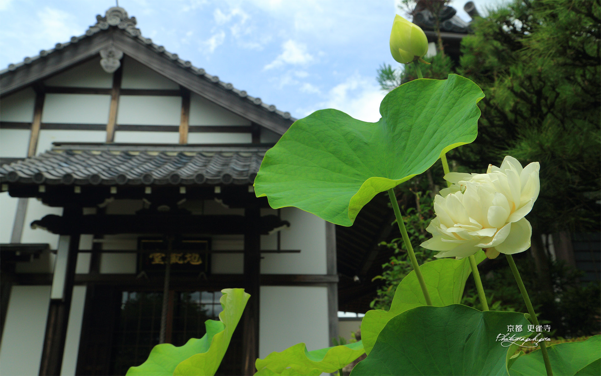 更雀寺 ハスと地蔵堂