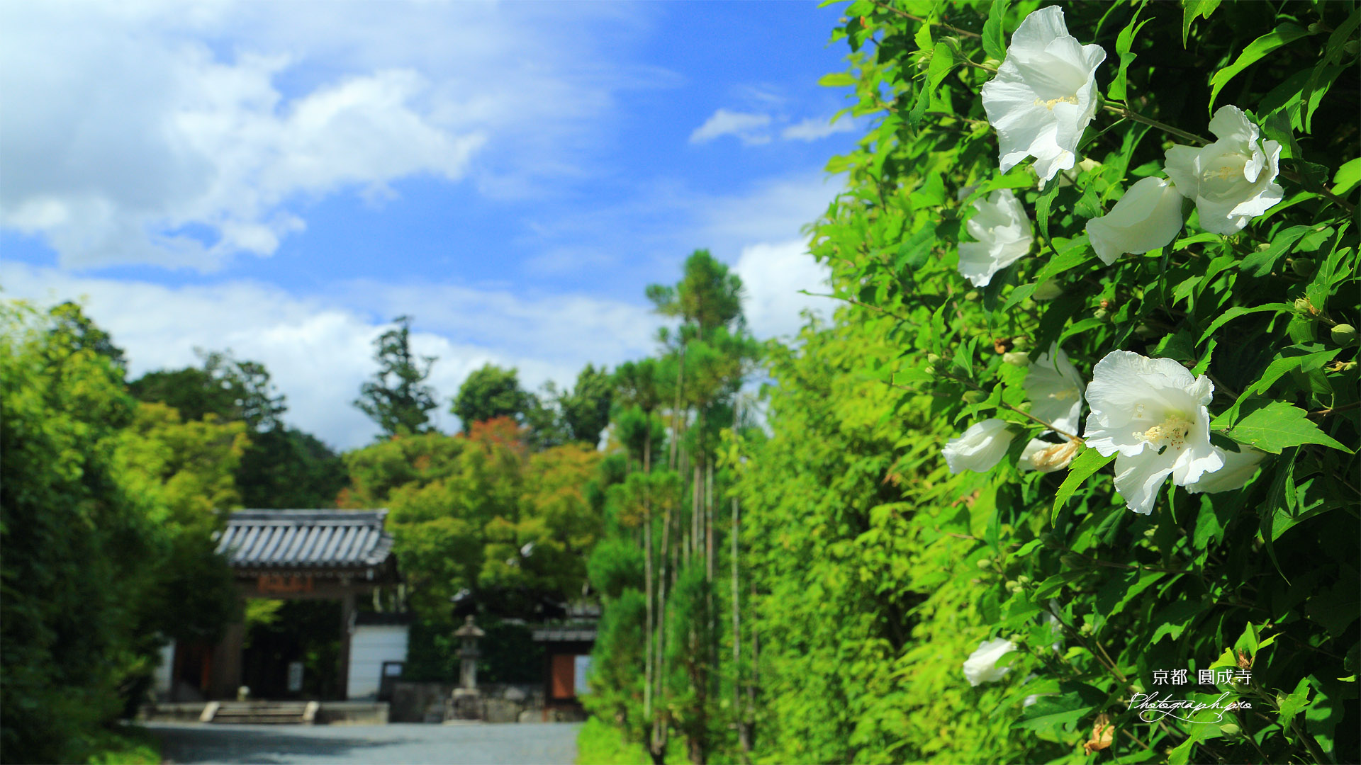 圓成寺 ムクゲと山門