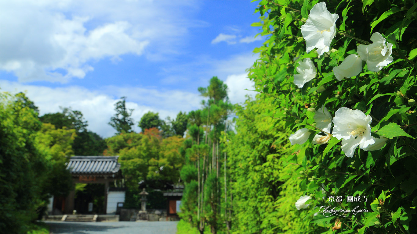 圓成寺 ムクゲと山門 壁紙